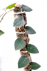 Ficus villosa